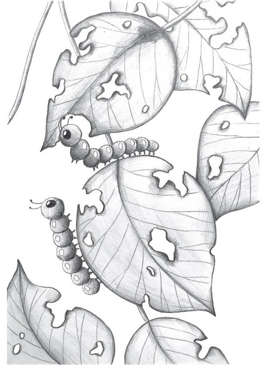 树叶和毛毛虫-铅笔素描教程-呆萌小动物 毛毛虫有人喜欢有人害怕,身体