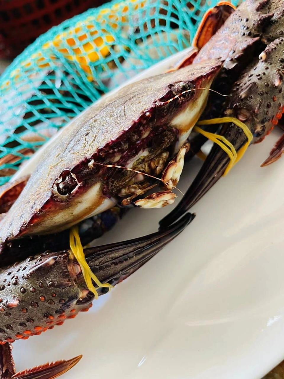 东山岛海鲜野生大黑蟹,又名黑金刚,补钙极品,极致鲜美被完好无损的