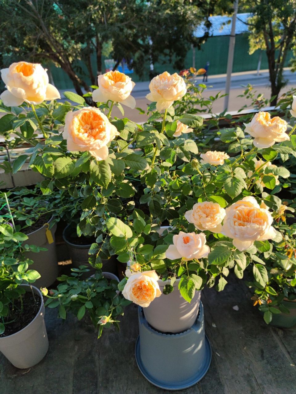 圣女贞德月季:秋花!