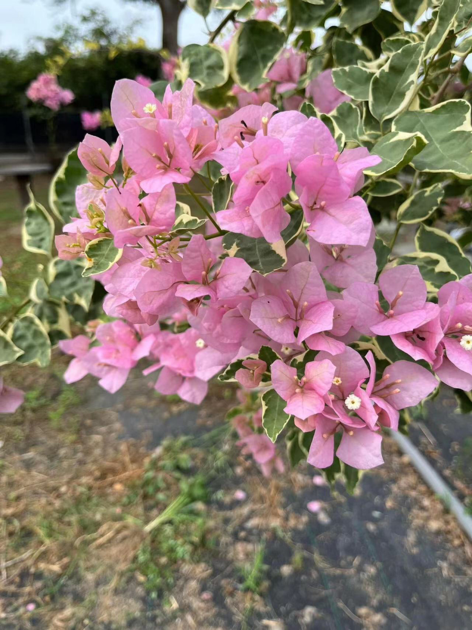 三角梅,小斑葉麗人不到二十天又復花了 三角梅小斑葉麗人,超級勤花,從