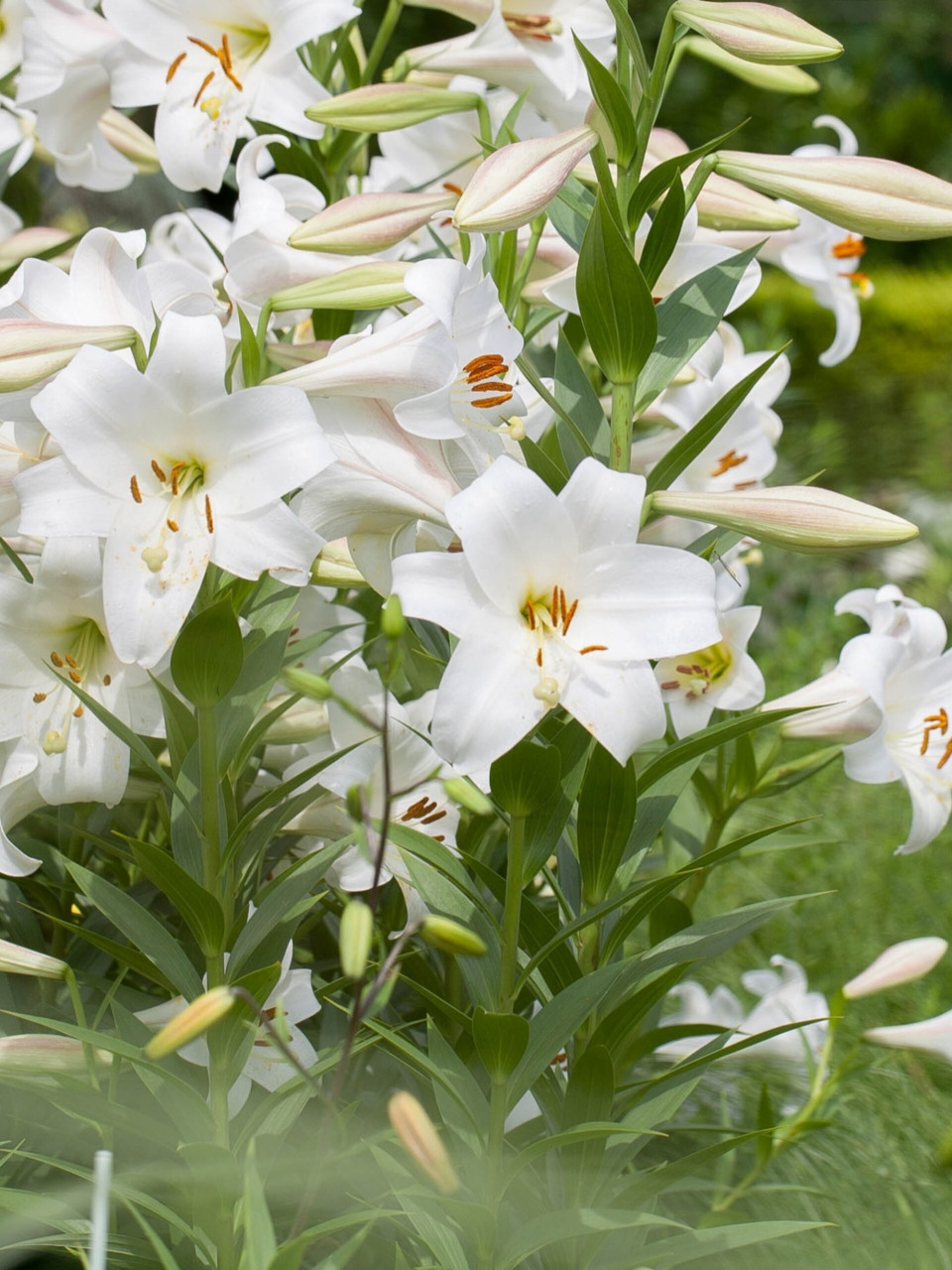 养 94给大家欣赏下特里昂菲特的美颜,lo百合(炮和东百的杂交)的代表