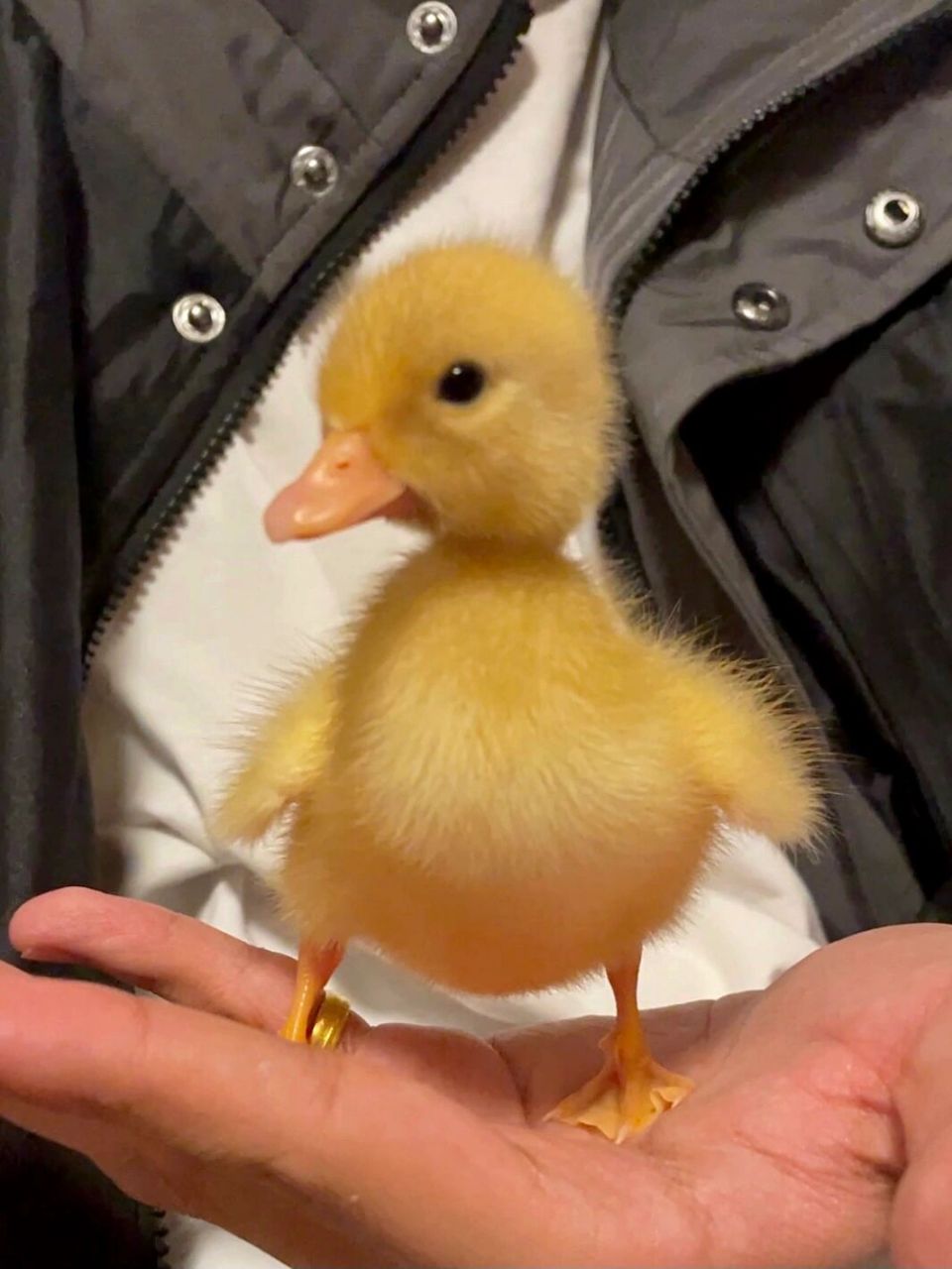 柯尔鸭小时候的样子你见过吗 自己孵的柯尔鸭终于