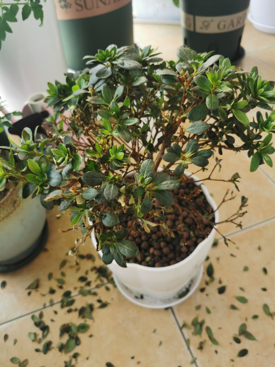 杜鹃花干枯掉叶怎么救? 杜鹃花干枯掉叶怎么救?