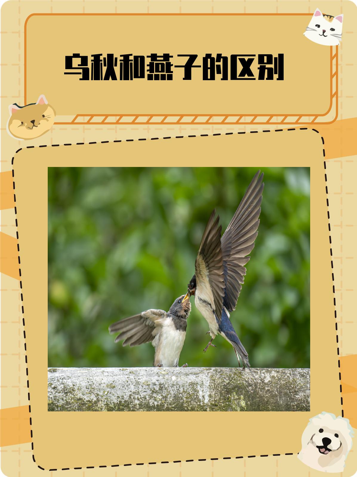 乌秋和燕子的区别 乌秋.@小杨的生活常识分享的动态