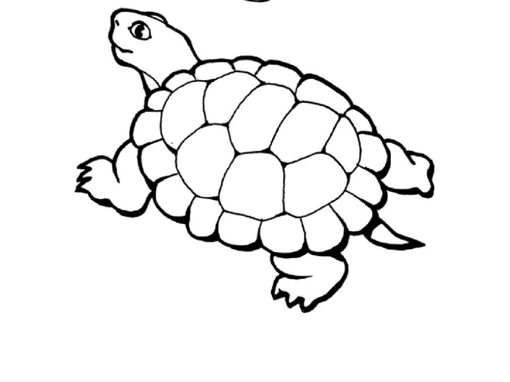 小动物简笔画涂色可打印