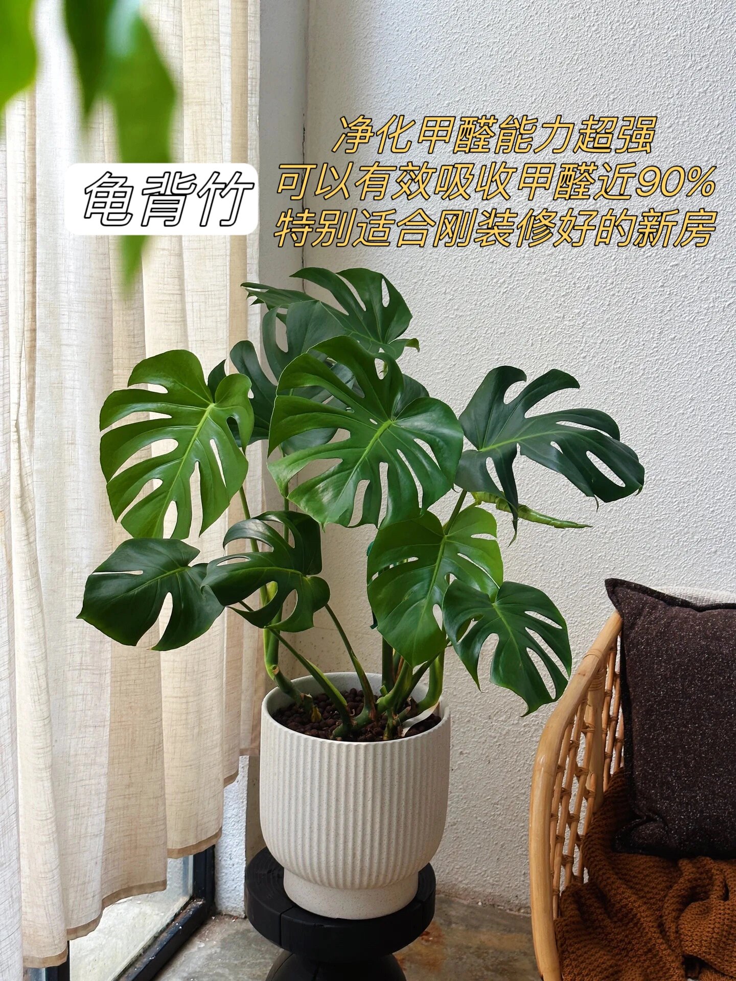吸甲醛最厉害把八种植物!
