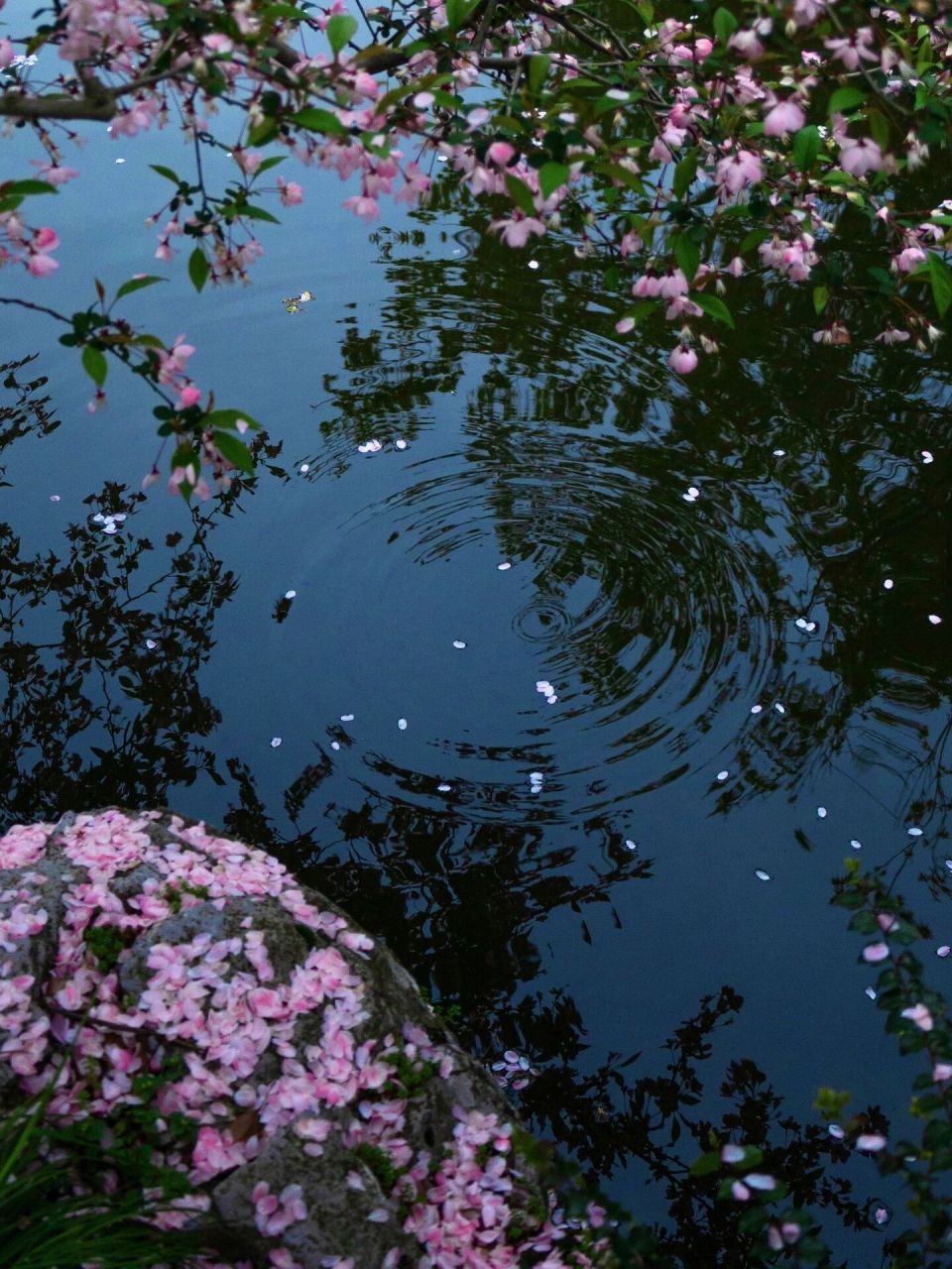 "时有落花至,远随流水香" ·  西湖美景三月天 小雨淅沥沥的杭州 抬伞