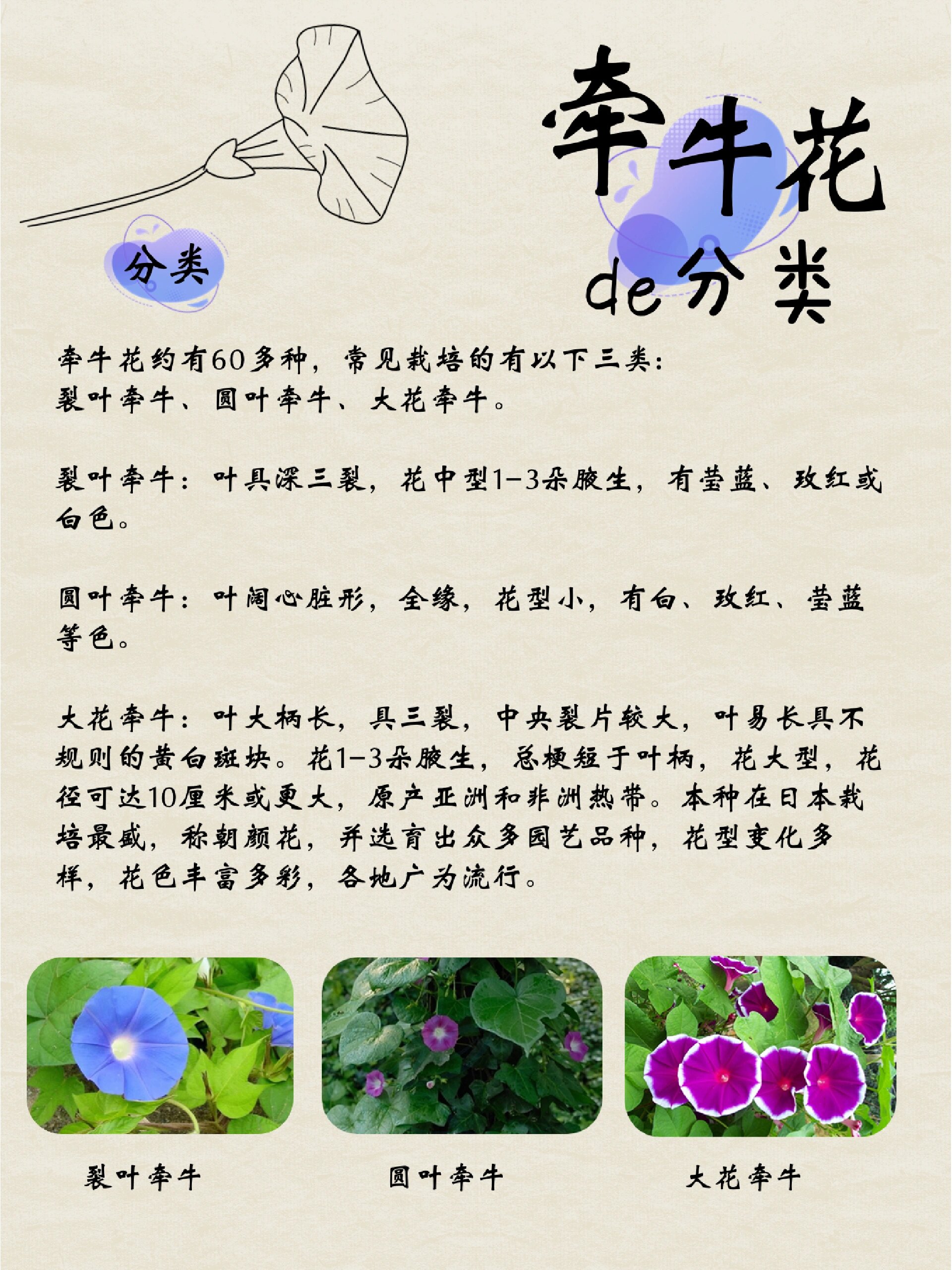 描写牵牛花的颜色图片