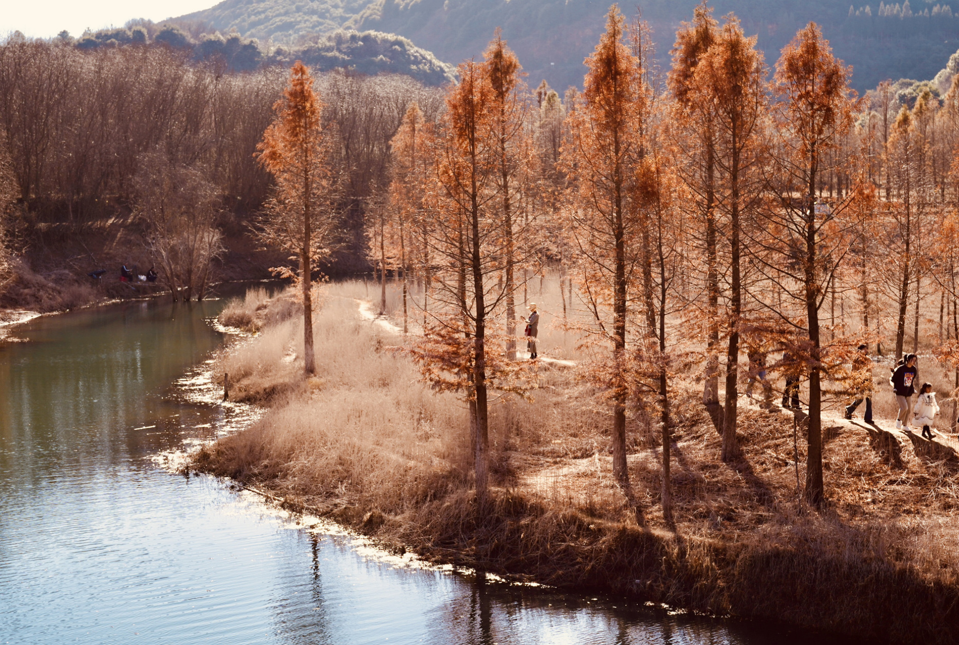 2023年农历年初,云南昆明甸尾村水杉林湿地公园(松华坝水库)的碧波