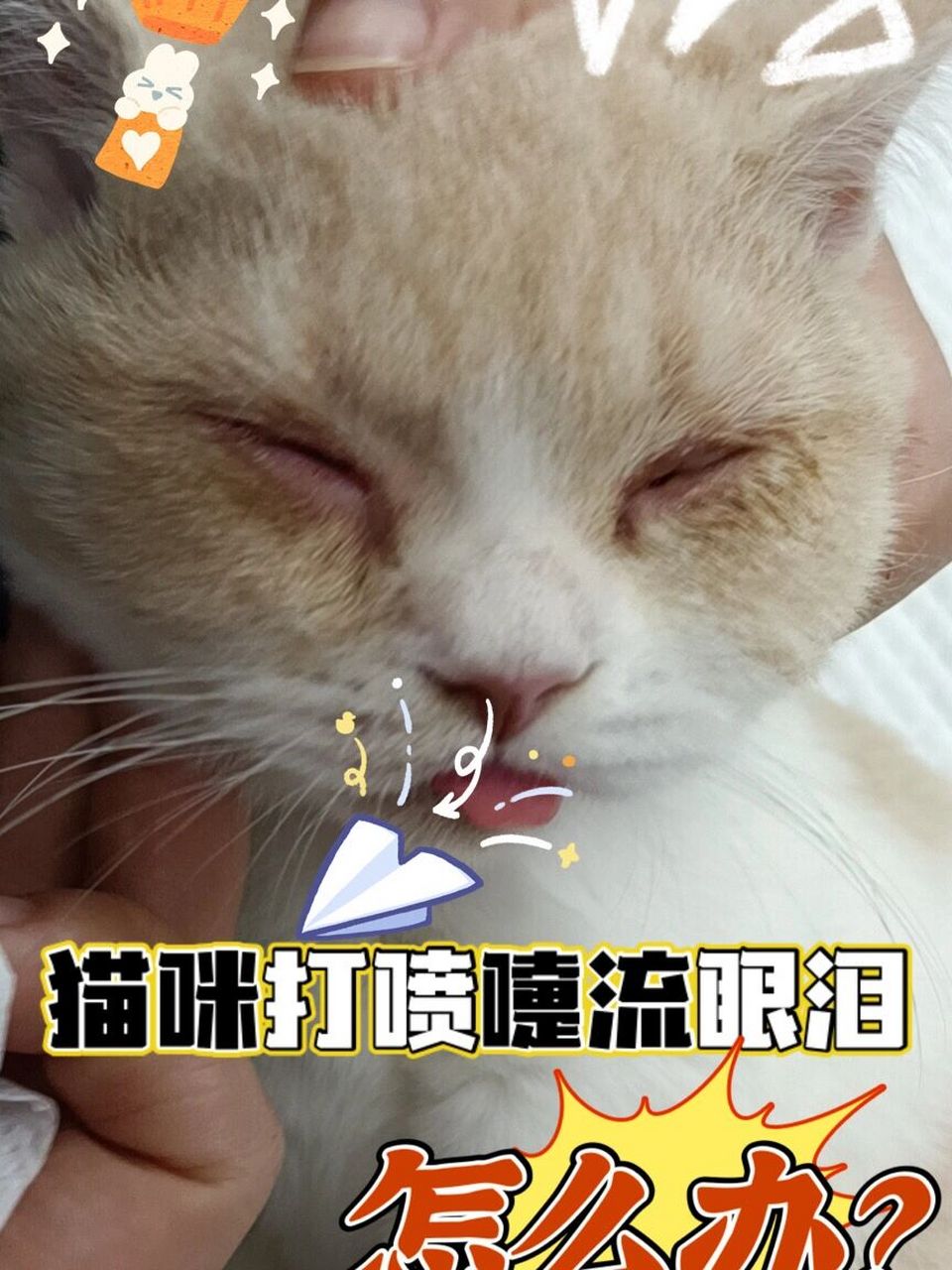 猫打喷嚏是怎么回事图片