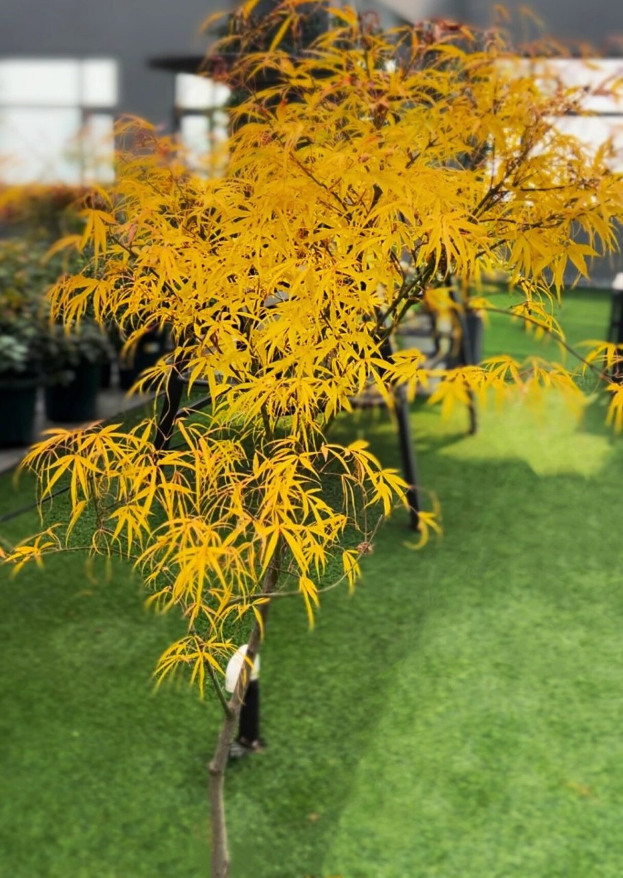 枫树秋色必入品-金线 独特的细柳叶形在不返祖的前提下绝对是秋天金色