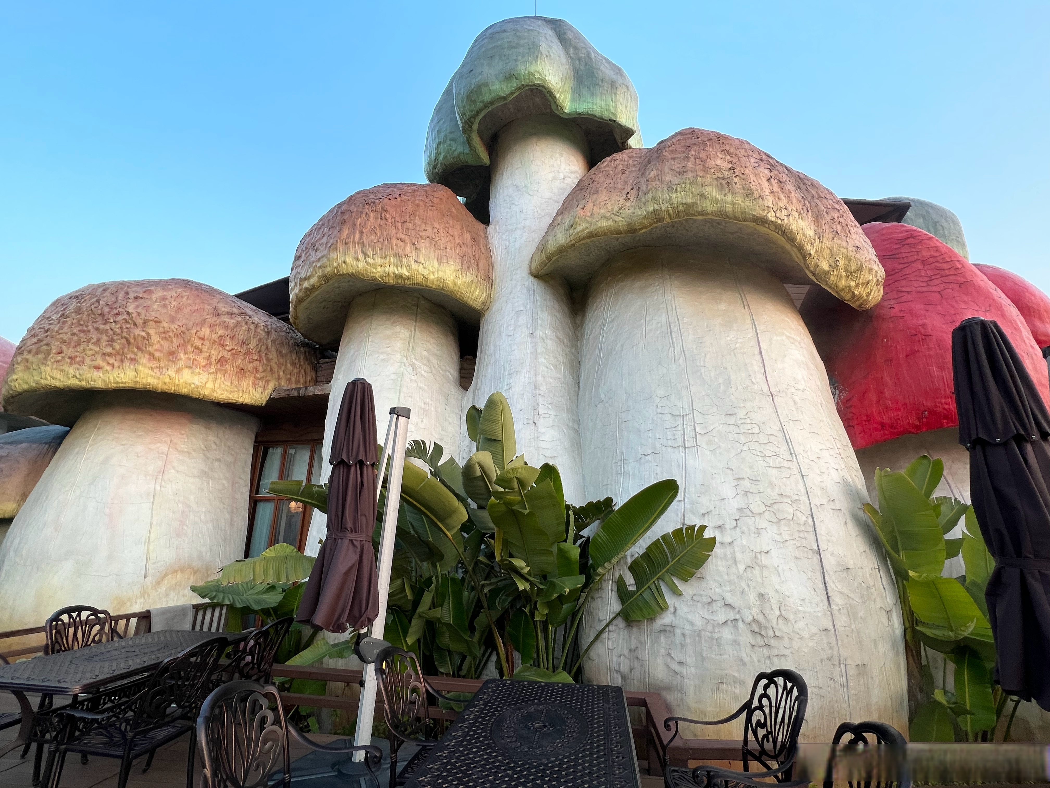 幻觉,哈哈哈,因为你住到了蘑菇里面～#风物之旅##被贵州的菌子香到了