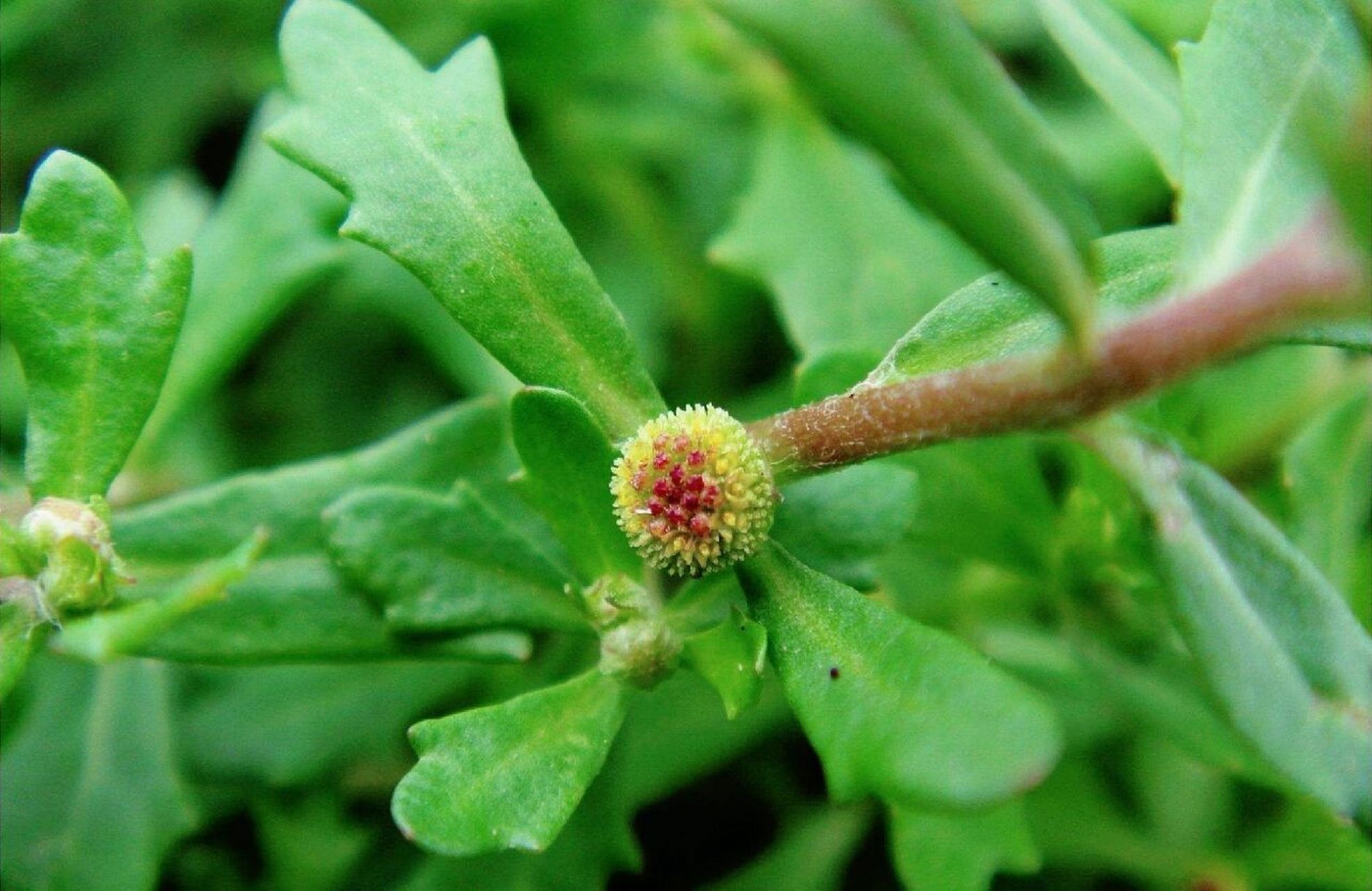 野生鹅不食草图图片