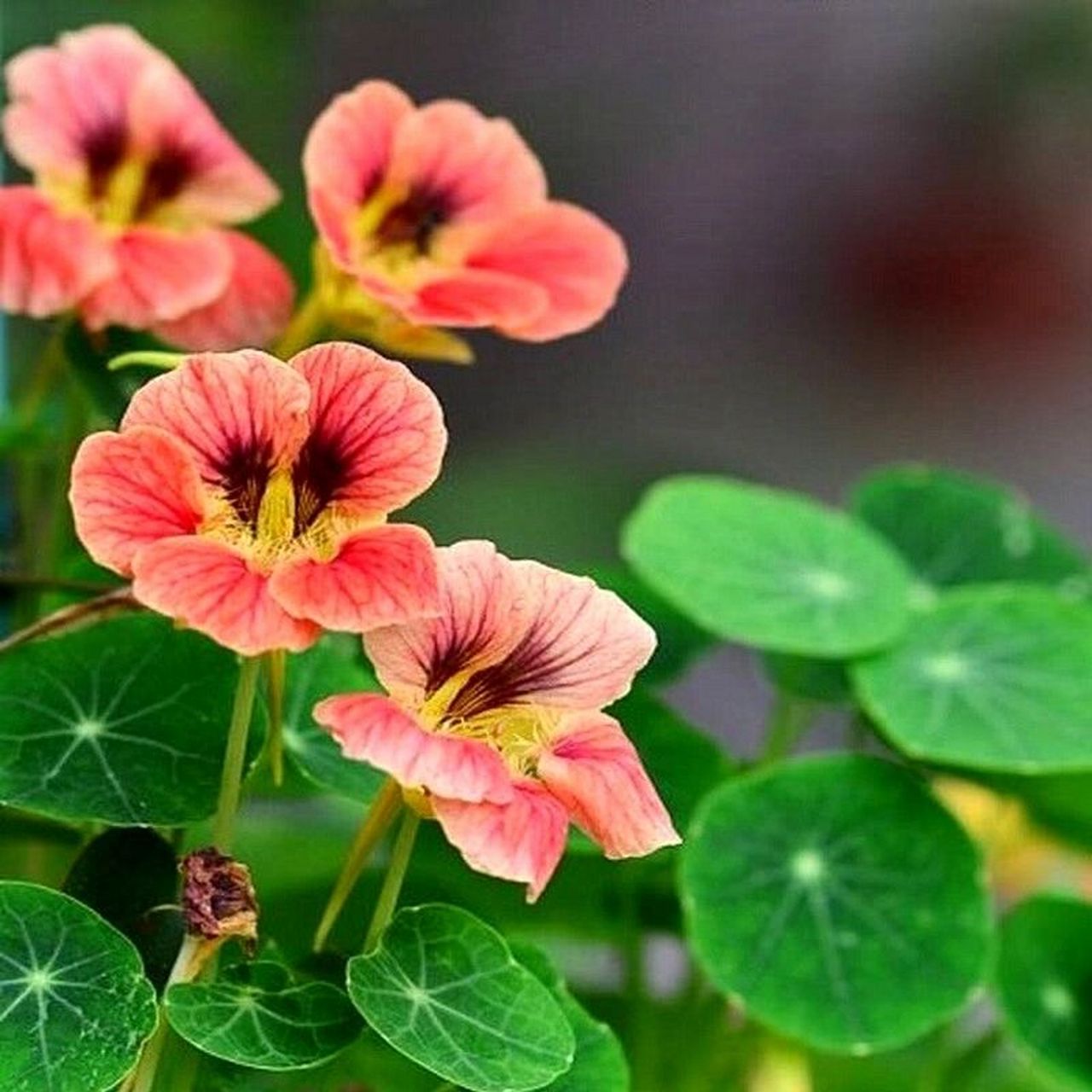 99每天认识一款植物——旱金莲 97(1)学名:tropaeolrm majus.