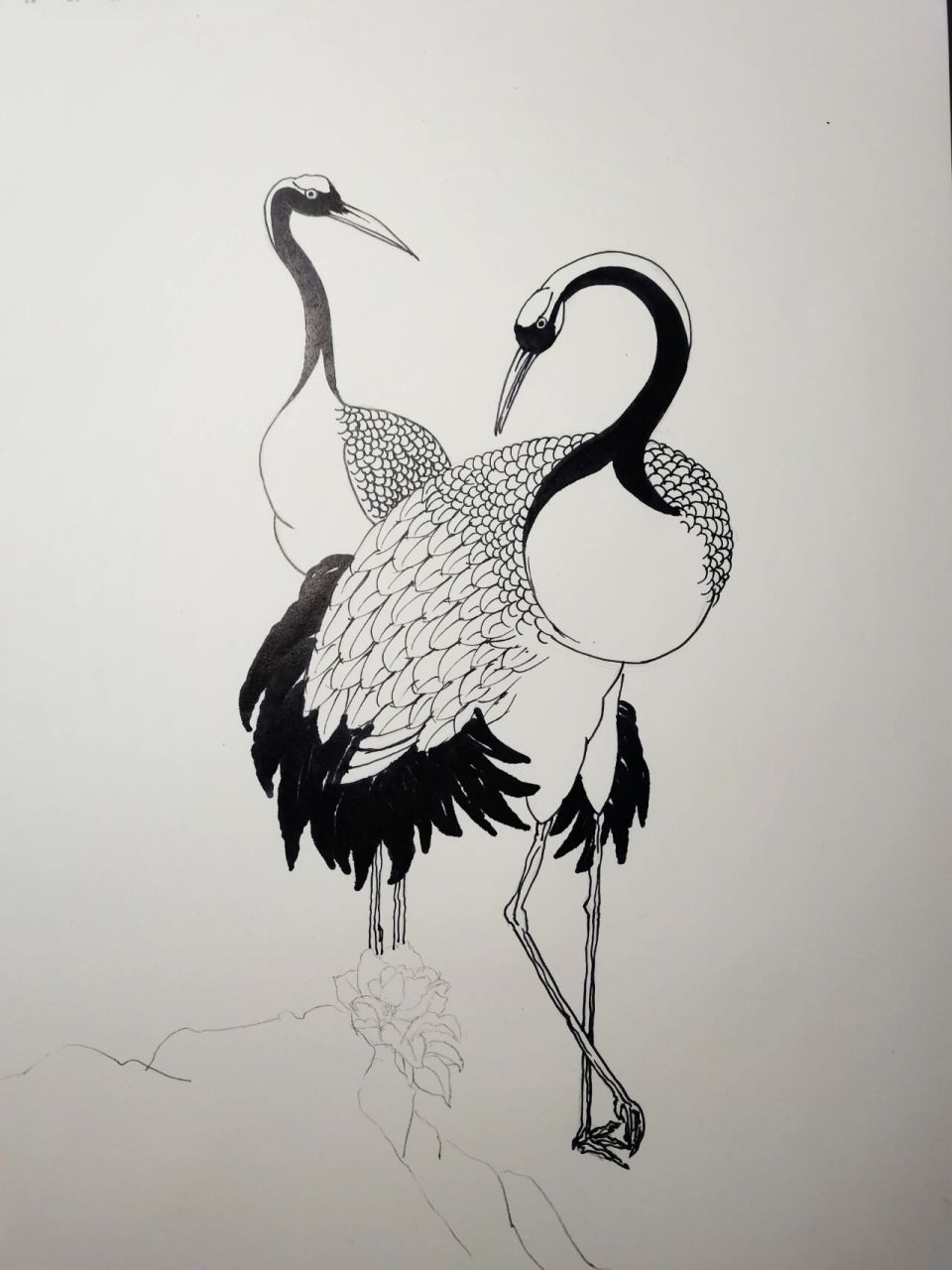 了解丹顶鹤的形态,色彩,生长环境