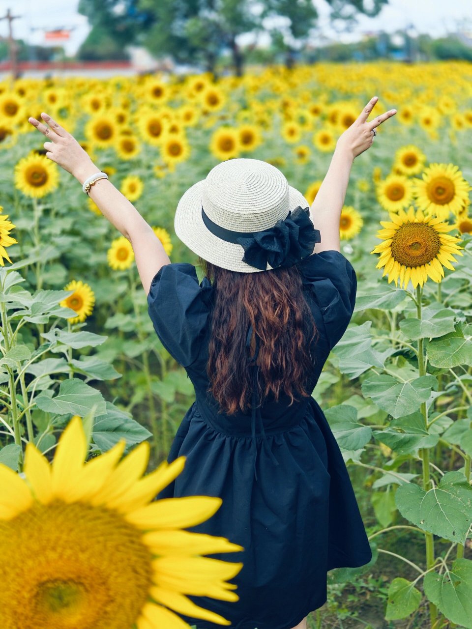 昆山巴城,向日葵花海. 理想中的向日葵花海,就该是这样的呢.