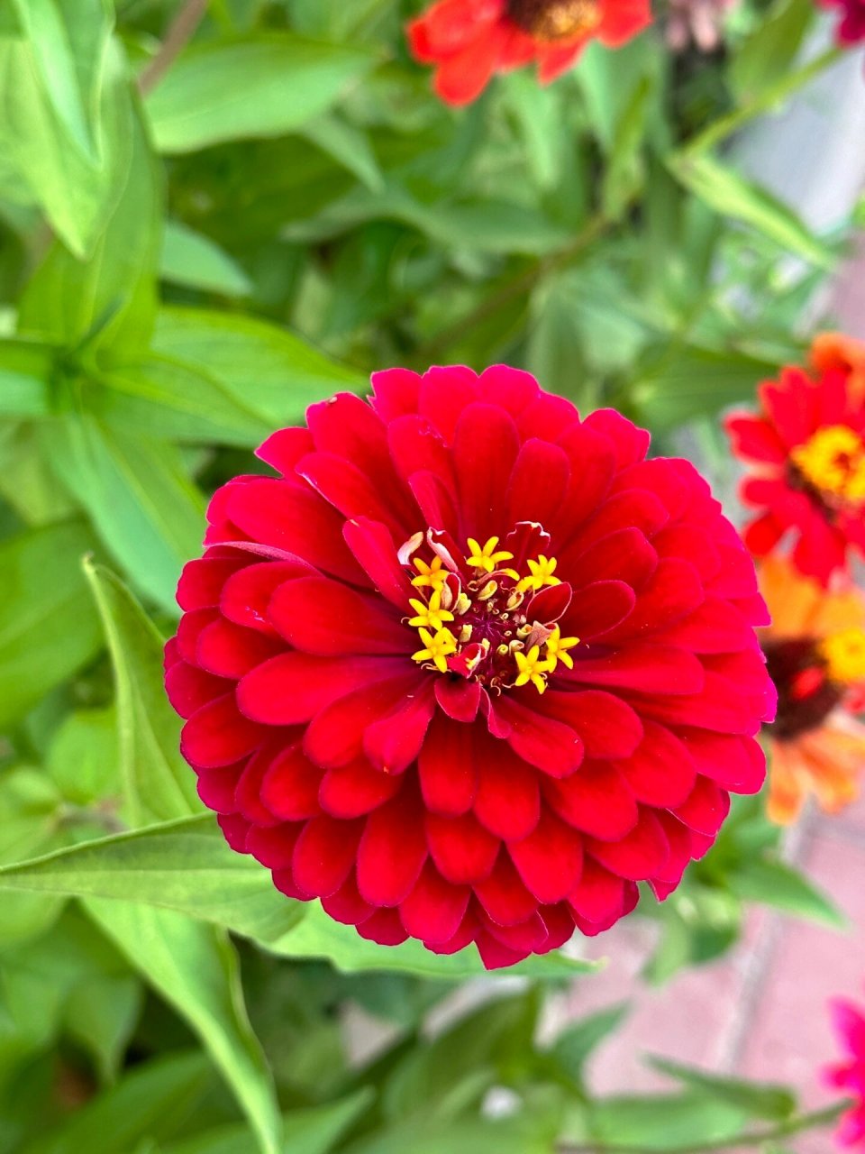 步步登高花 这朵花很好看,所以拍了下来06