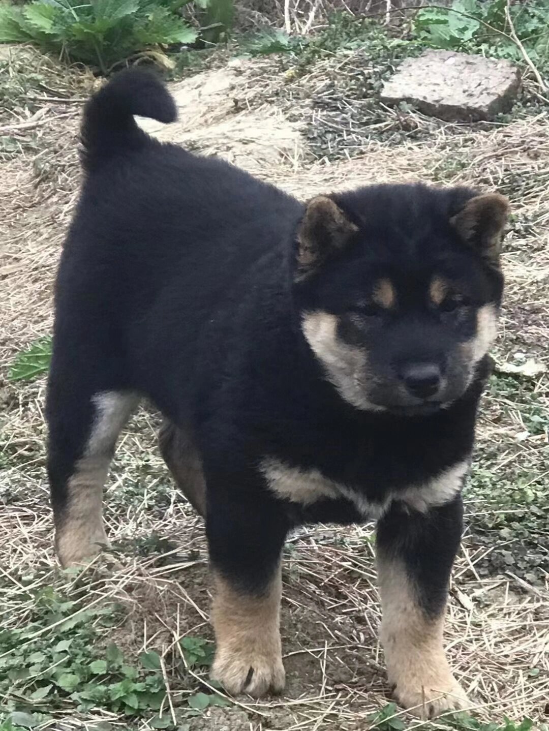 中华田园犬之铁包金