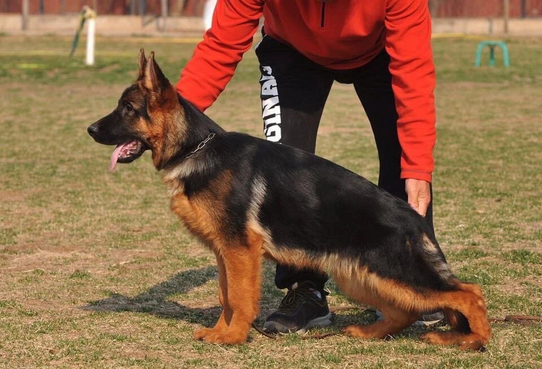 德牧幼犬不同阶段的毛色变化 德牧刚出生的时候几乎是全黑色 一个月