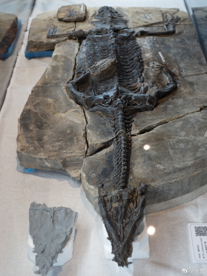 踏入贵州龙化石原位馆,三叠纪海洋密码在眼前舒展
