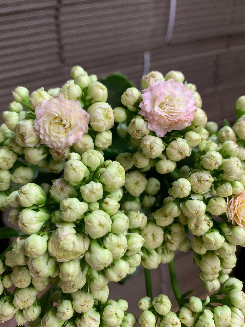 长寿花 玲珑 很好看的复色花朵    长寿花呀 好看的颜色 玲珑 非常爱