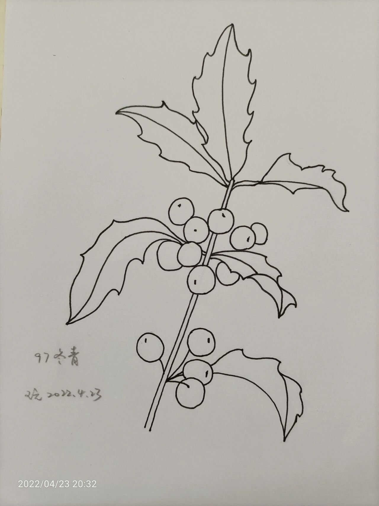 冬青