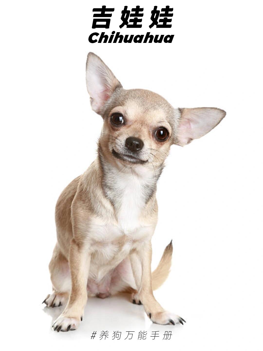 狗狗基因库|每日一狗|小巧可爱吉娃娃