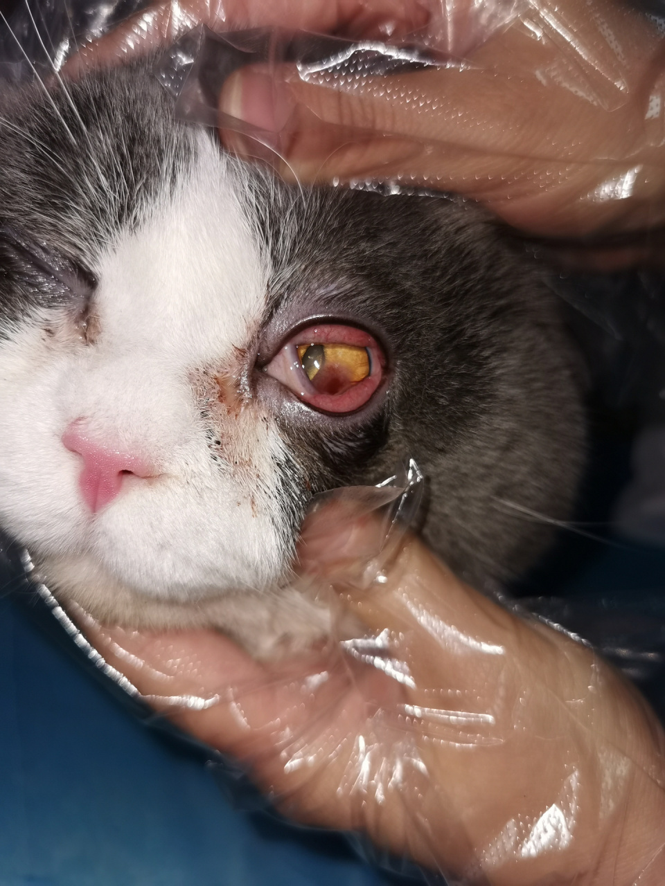 分享猫咪角膜溃疡治疗过程 大头病情:角膜炎 角膜溃疡  滴药顺序:1
