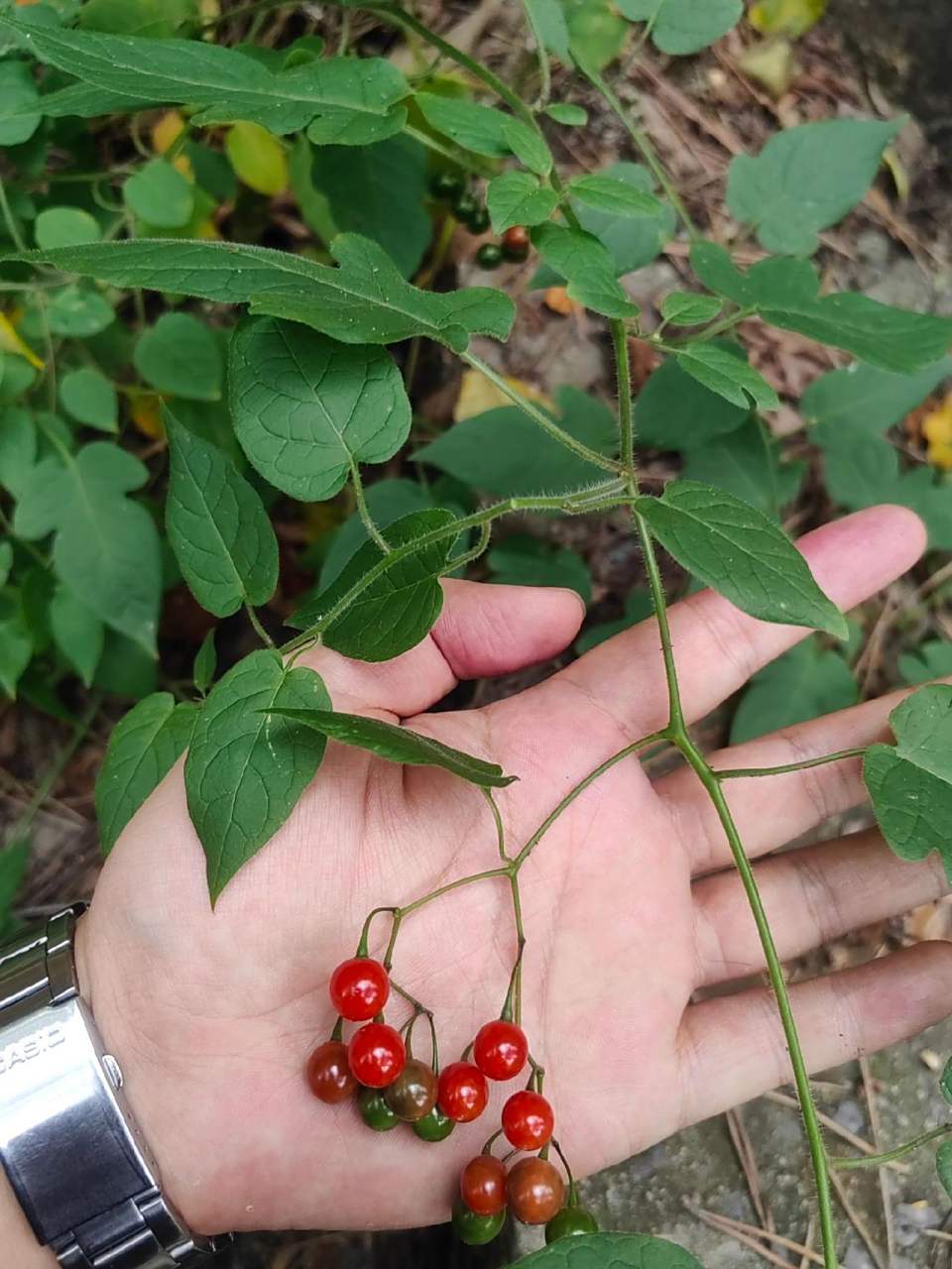 白英,一种草药 生活如此简单