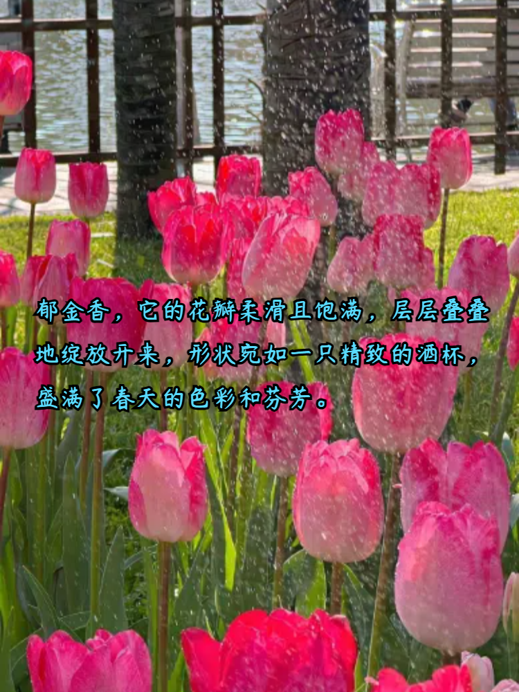 郁金香的样子描写一段话