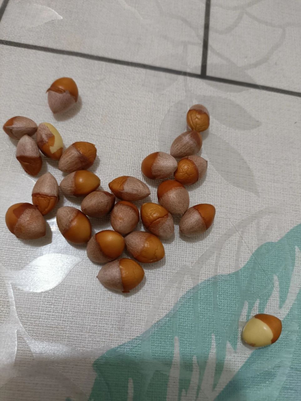 阴阳果,有认识的朋友吗?