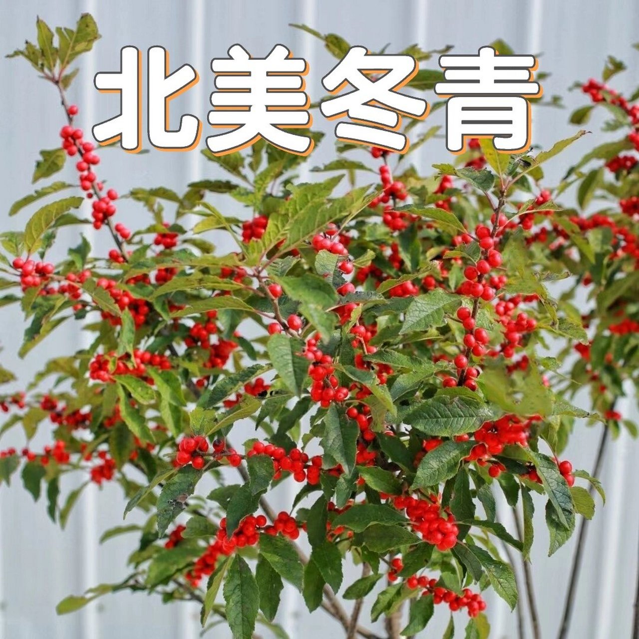 花境植物第124弹——北美冬青 北美冬青又叫轮生冬青,是冬青科冬青属