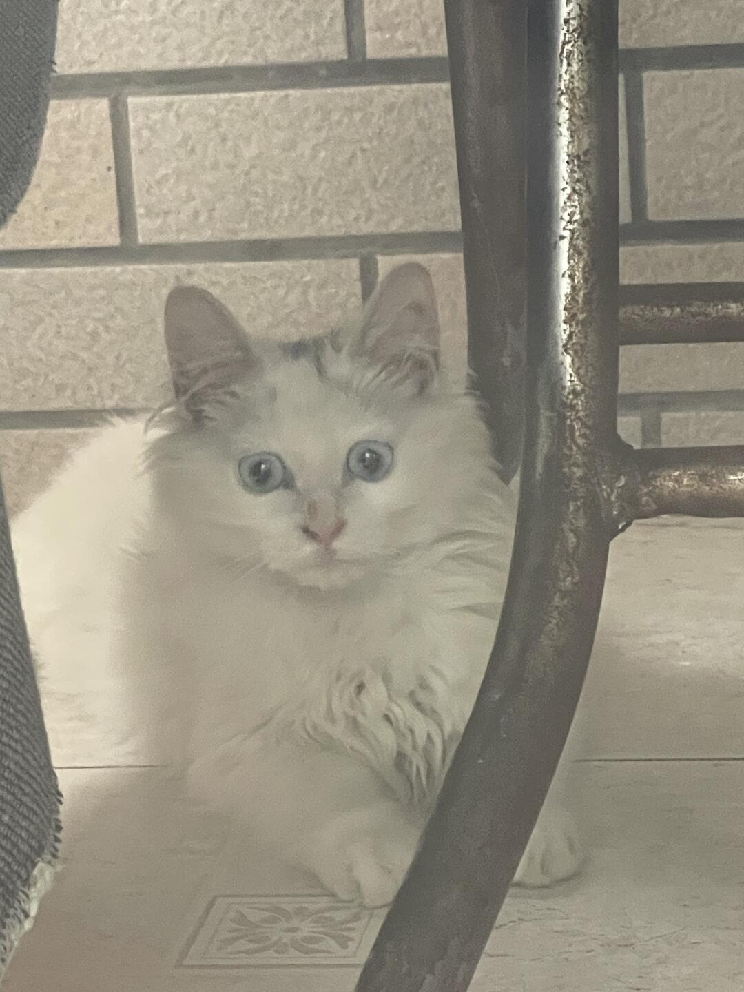 8.993蓝眼睛小白猫找领养