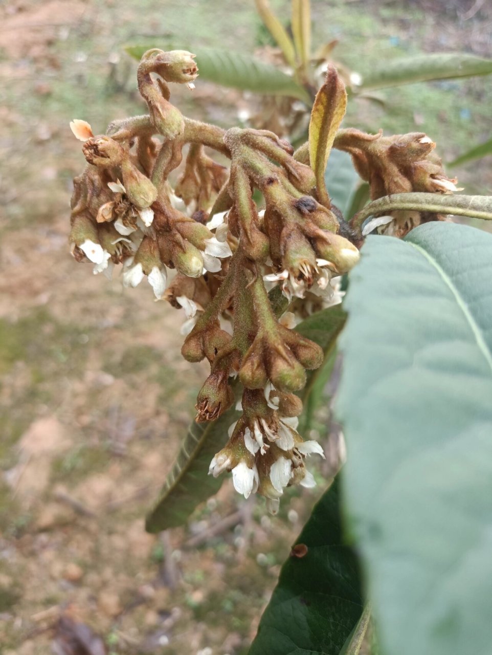 枇杷树 枇杷开花了,在秋季萌发有花苞,到了冬季它的花绽放了,一小朵朵