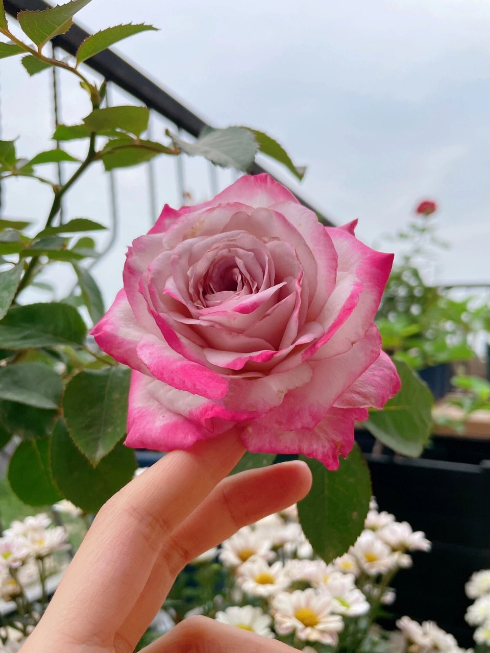 月季 · 气场 小苗到家第一朵花,宽边荧光粉 几乎找不到的紫,我真的