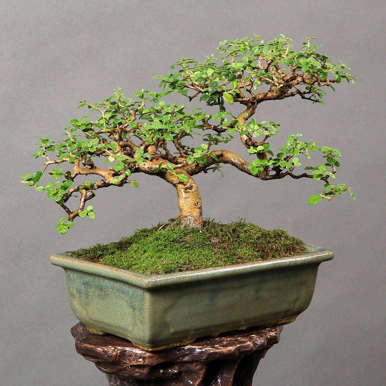 香兰 年功精品香兰盆景,桩体苍老,枝条一寸三弯,两面可观赏