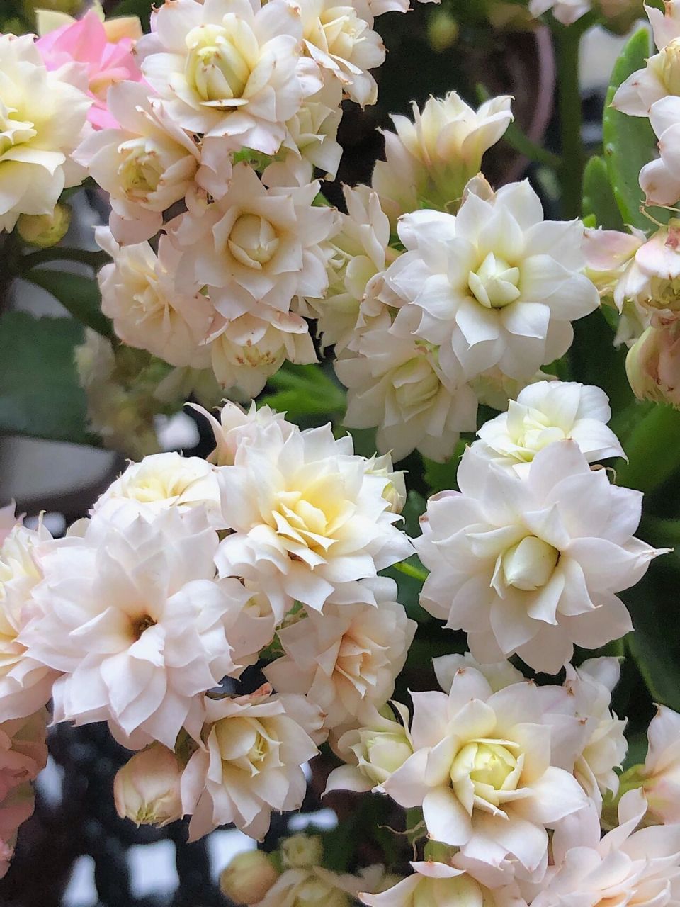 长寿花 人面桃花 真的很像桃花 太美啦95