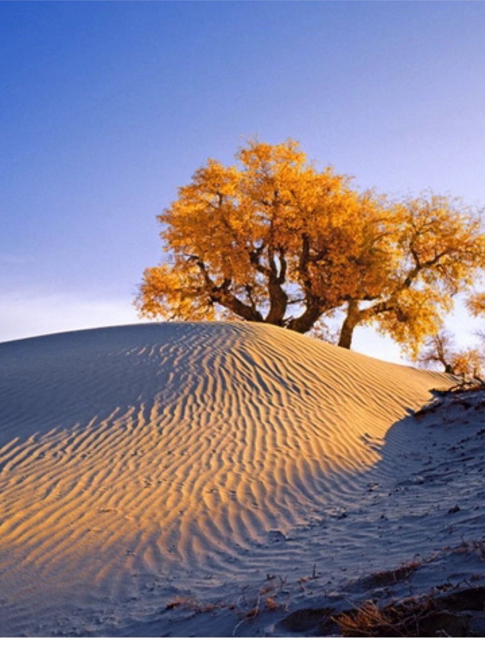 去若羌看的胡杨,才是真正的"沙漠胡杨"!