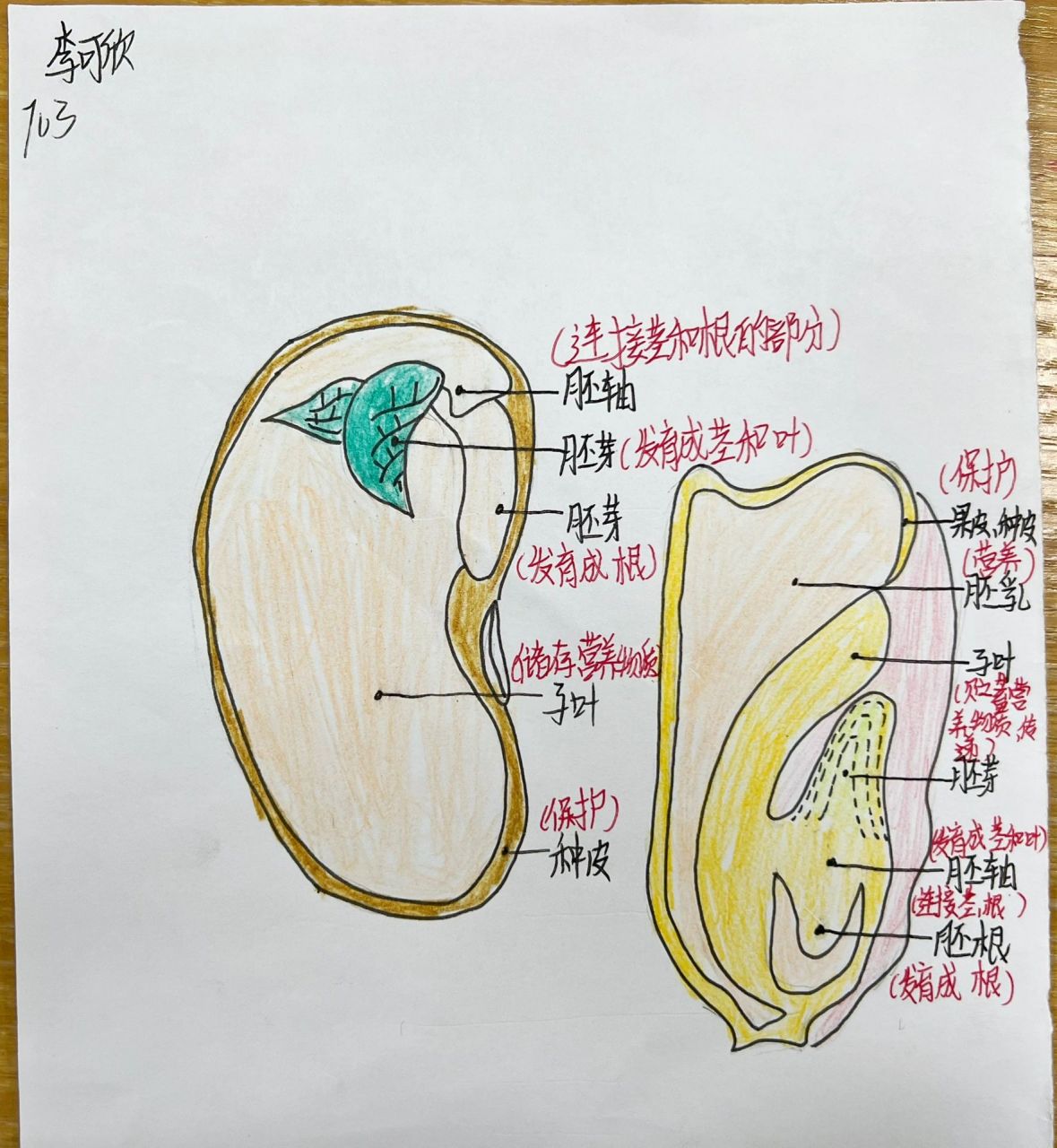 种子的内部构造图片图片