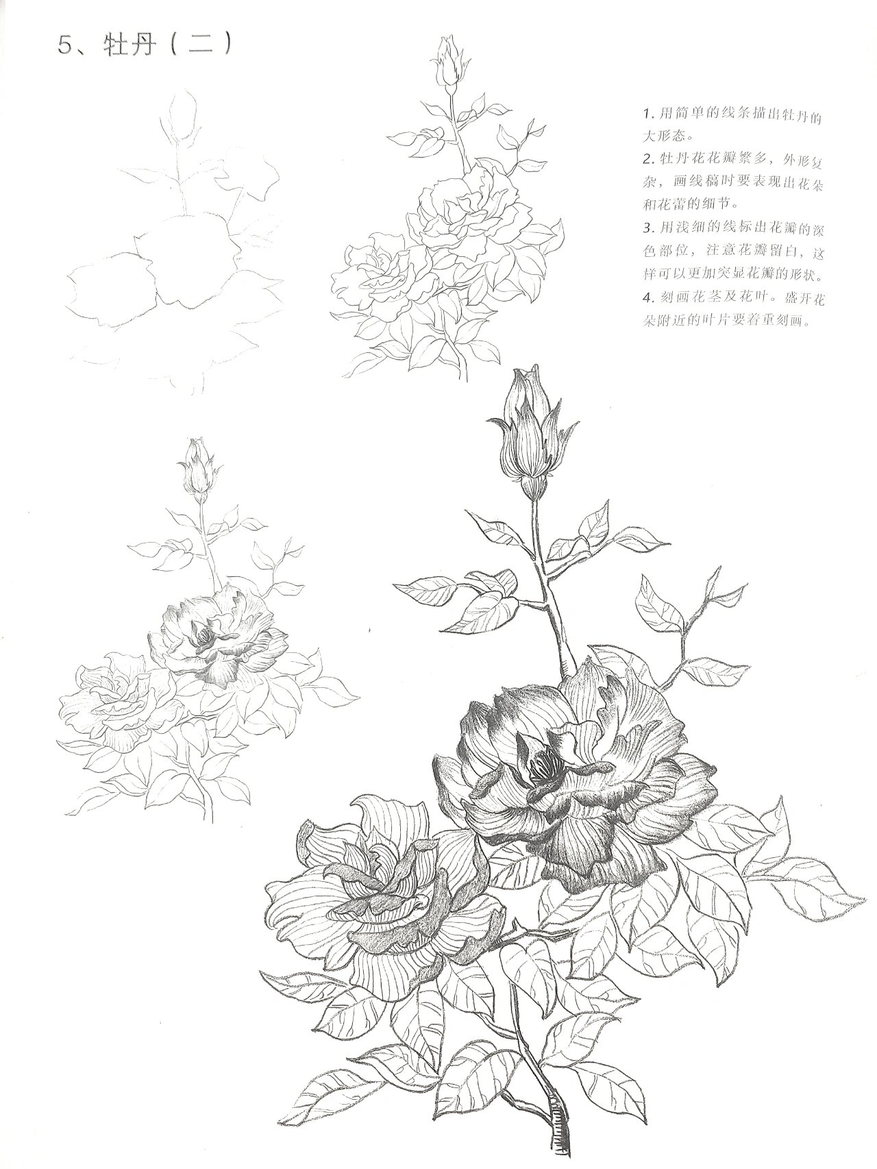 花卉速写|牡丹花(二)