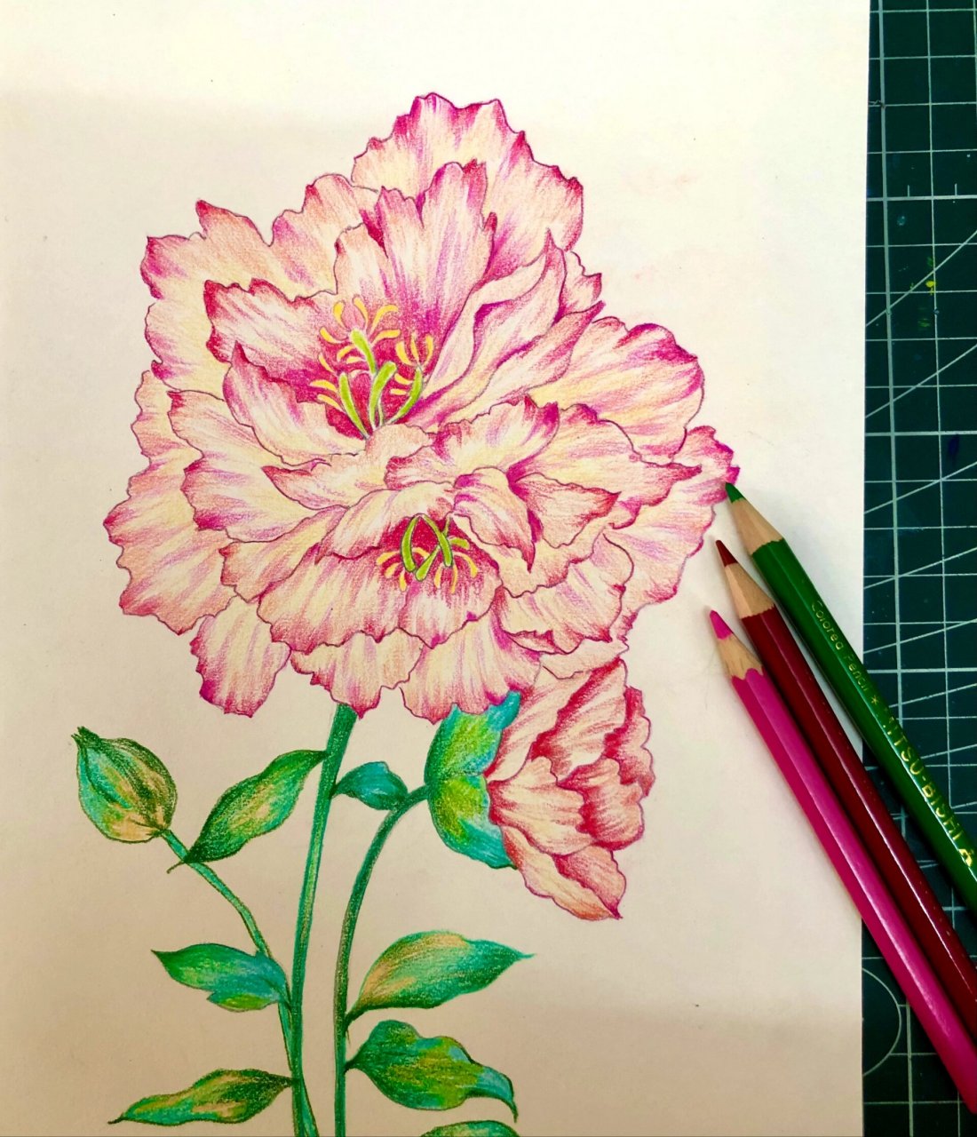 彩铅花卉《牡丹》有过程图哦 请问是牡丹花吗,我不认识 样子挺好看的