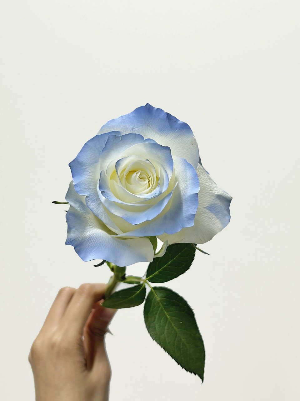 每日一花|自带夏日滤镜97碎冰蓝玫瑰 碎冰蓝属于喷色玫瑰,是由白