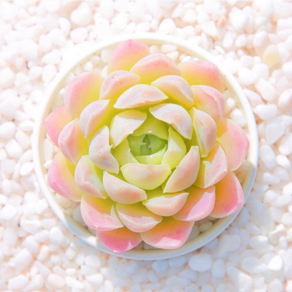 多肉|白月影| 景天科 白月影,多肉中的白月光,颜值堪称月影系多肉的