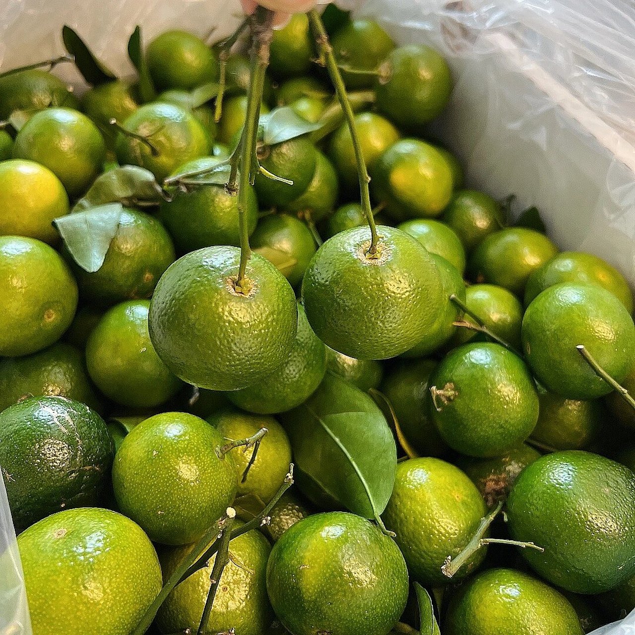 真的可以吃出茶香 茶桔口感很独特,清香,甘甜,还真带着清香的茶95味