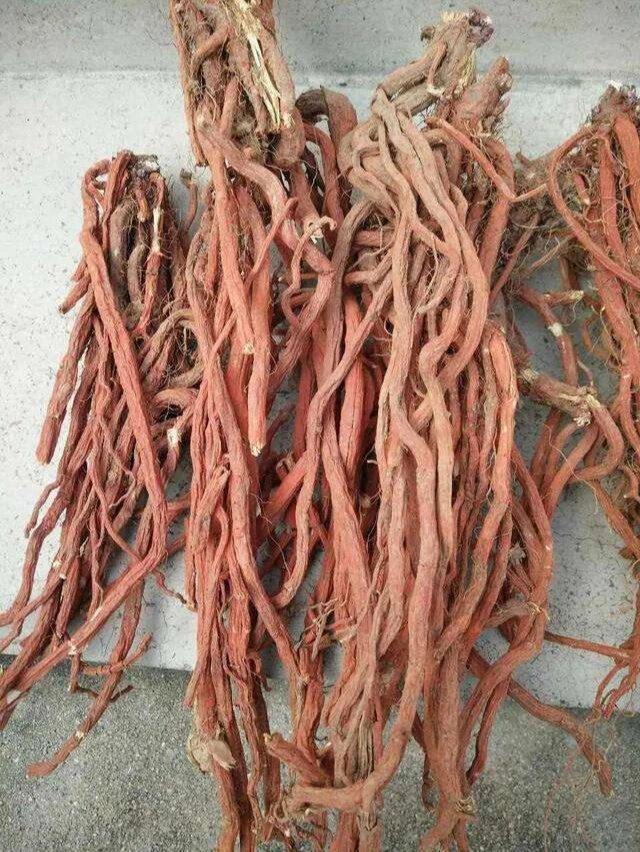 学中药第82天 丹参 活血化瘀药(活血调经药) 【药性】 苦,微寒.