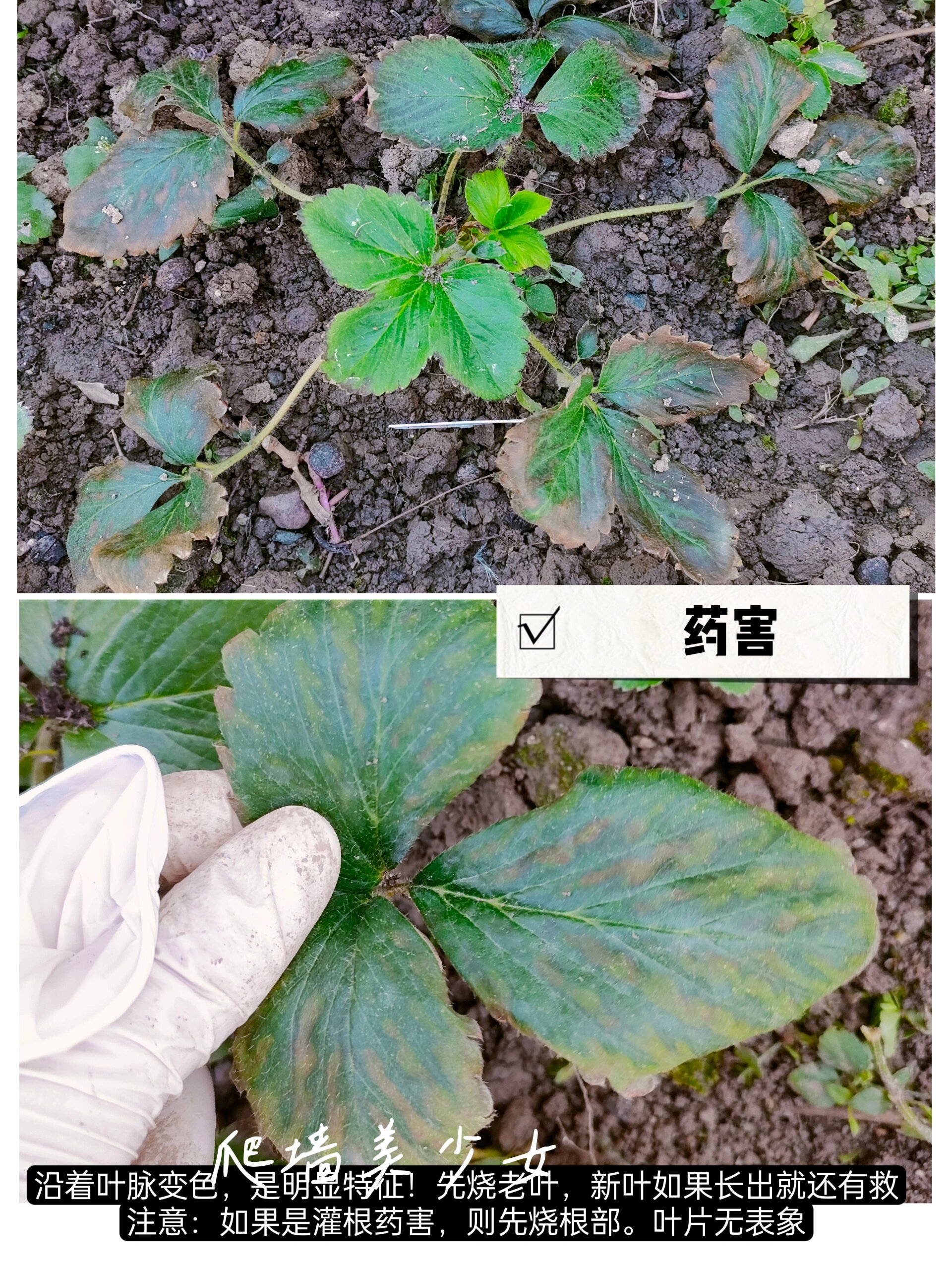 草莓苗肥害盐害药害沤根的区分 单独说一下草莓苗肥害,药害,沤根和盐