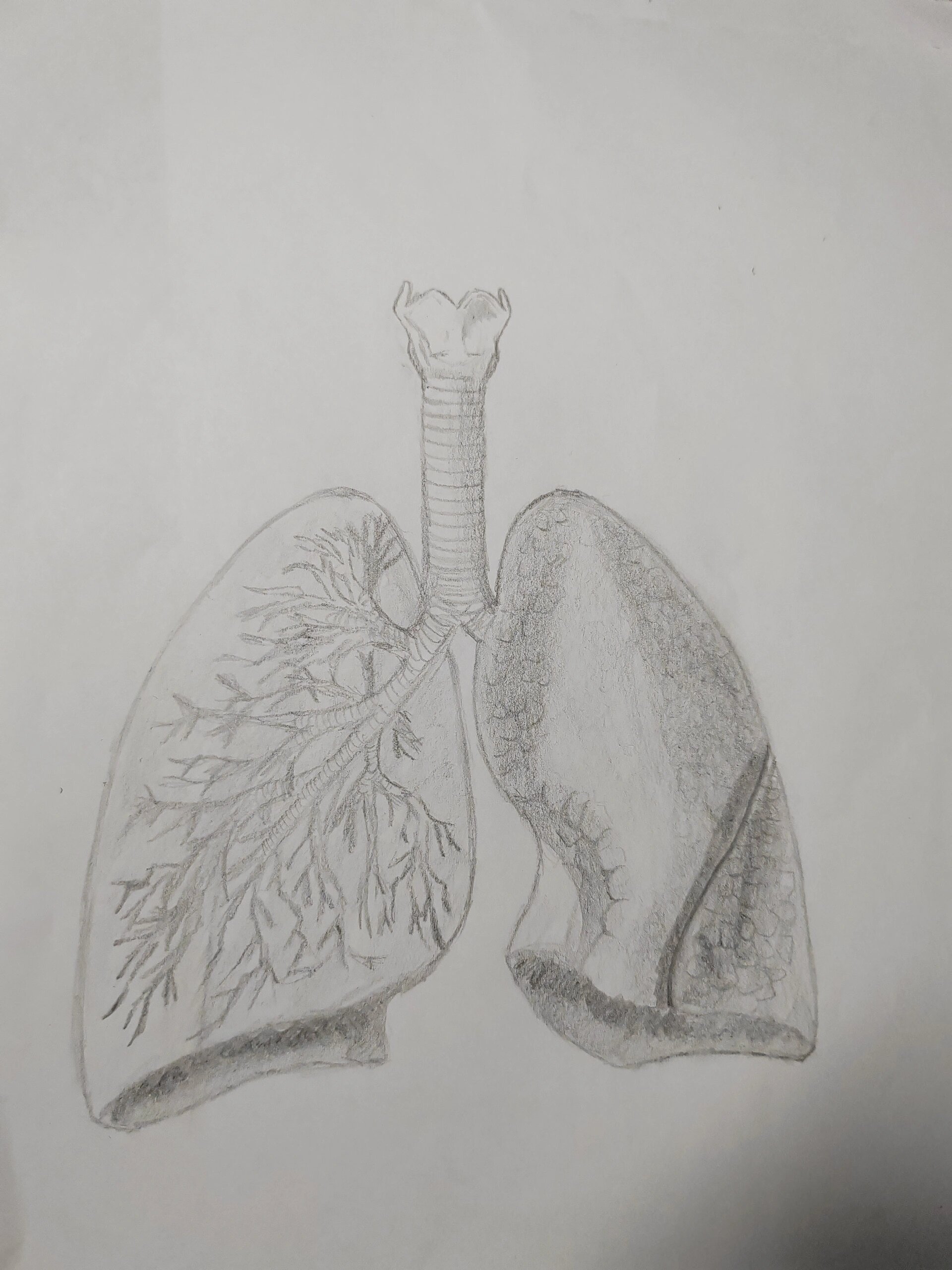 肺部简易图(结构 呼吸音位置)