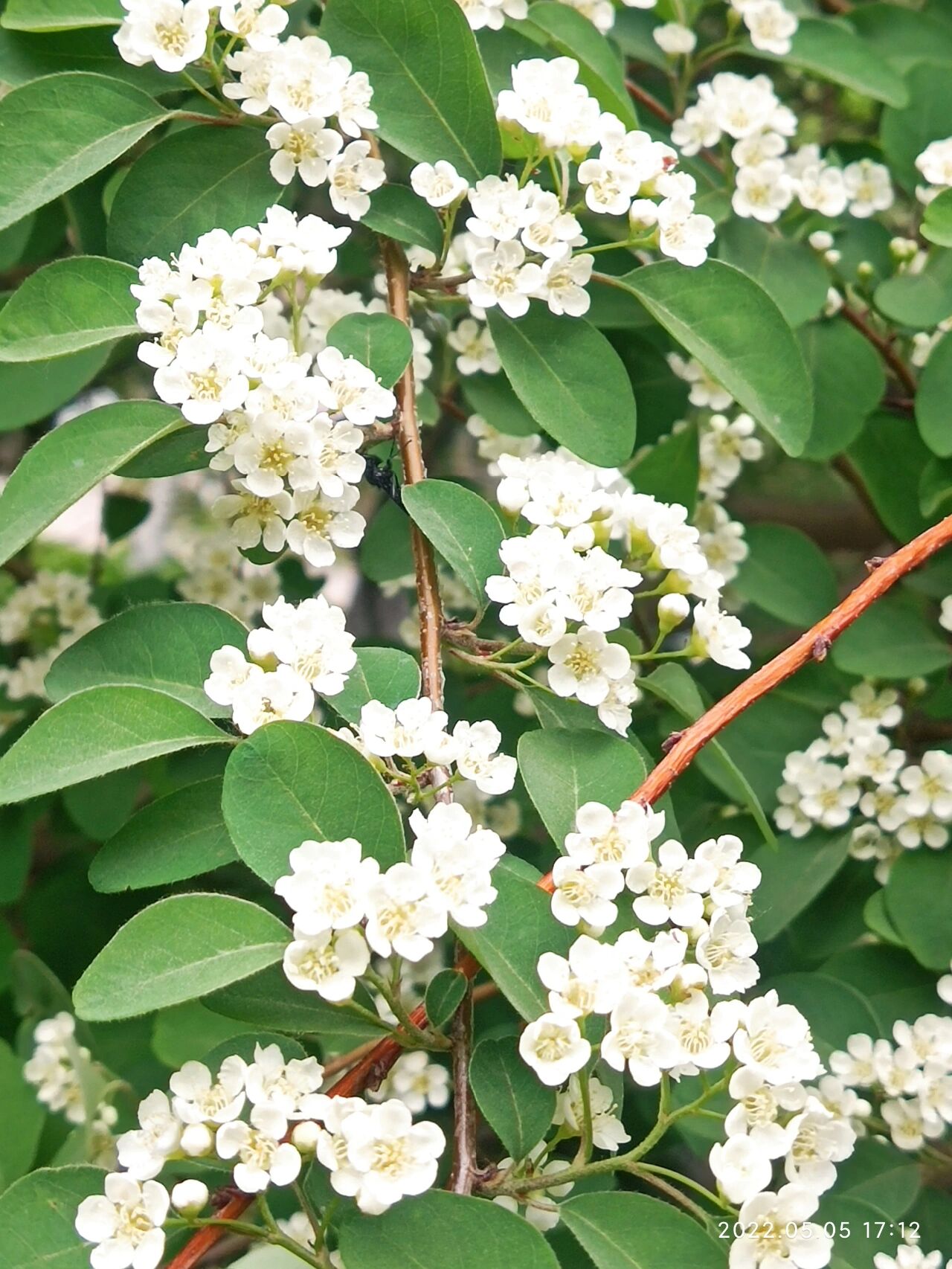 水栒子花味道图片