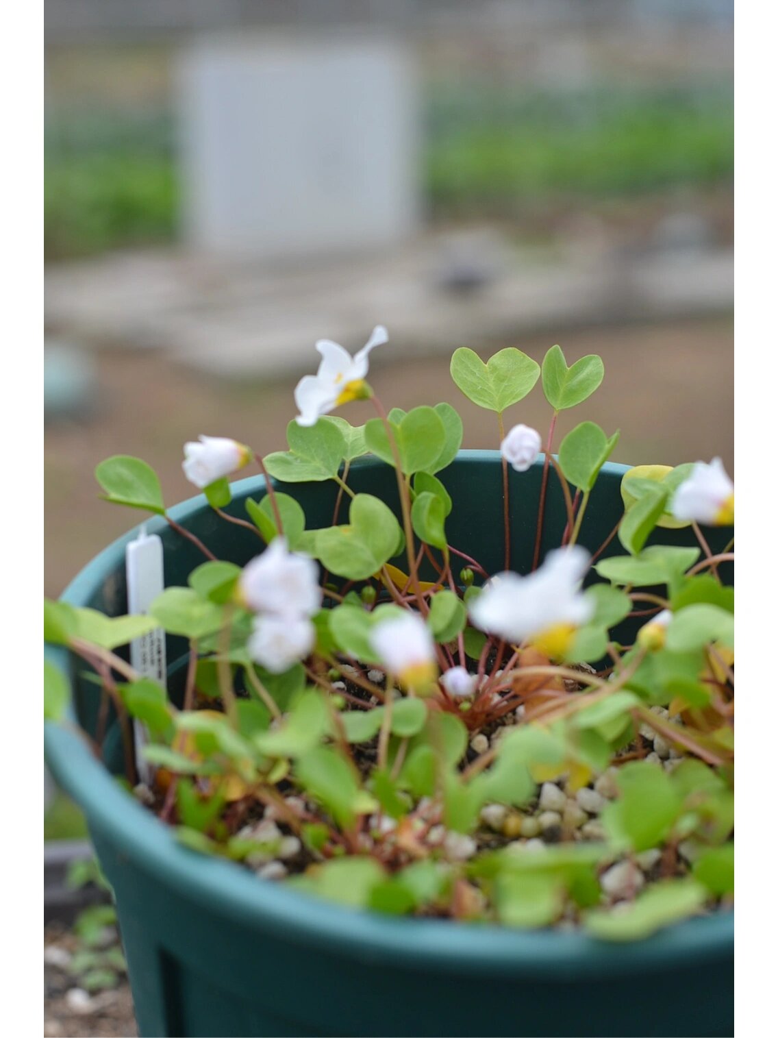 酢浆草～一片心 叶子是可可爱爱的爱心形状98还是圆圆胖胖的爱心