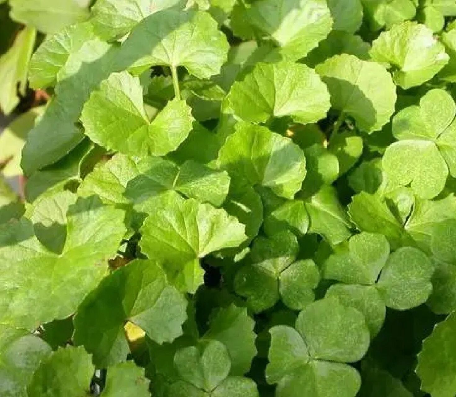 【每天认识一种植物 21/31】积雪草 积雪草,伞形科积雪草属多年生草本
